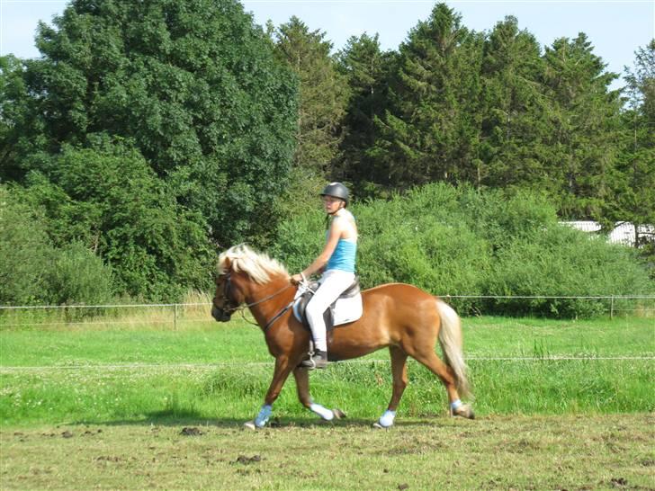 Islænder Tyra Fra Stårup  billede 17