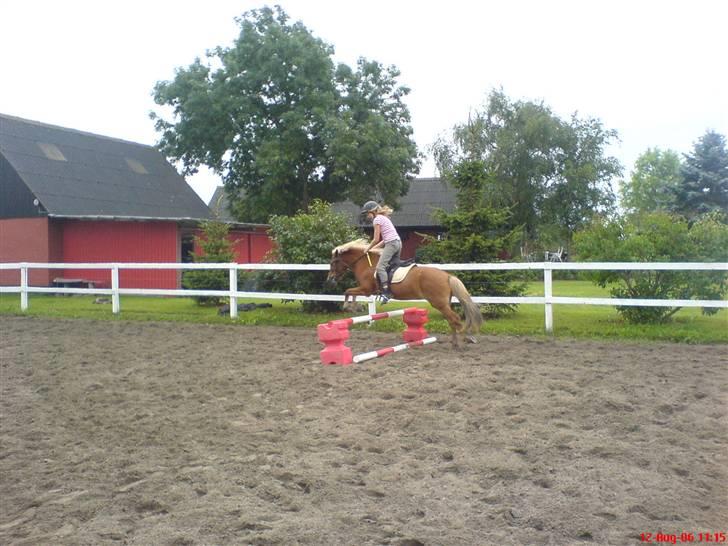 Islænder Tyra Fra Stårup  billede 18