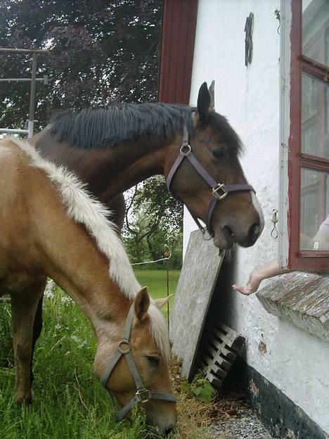 Palomino Lukas solgt :'( - Kylle og Lukas får lige et æble :) billede 11