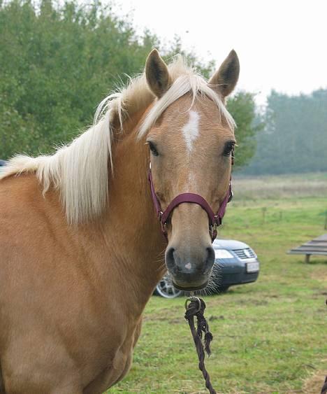 Palomino Lukas solgt :'( - Lukas i Bolderslev... taget af: Lena... "tak for billederne..." C",) billede 14