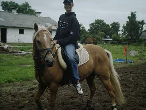 Palomino Lukas solgt :'( - hun kan vist ikke rigtig styre ham.... billede 15