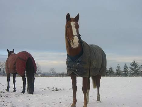 Anden særlig race | Fie † 2005 †  «3  billede 4