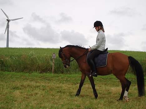 Anden særlig race Linaro - Lidt dressur!!! billede 6