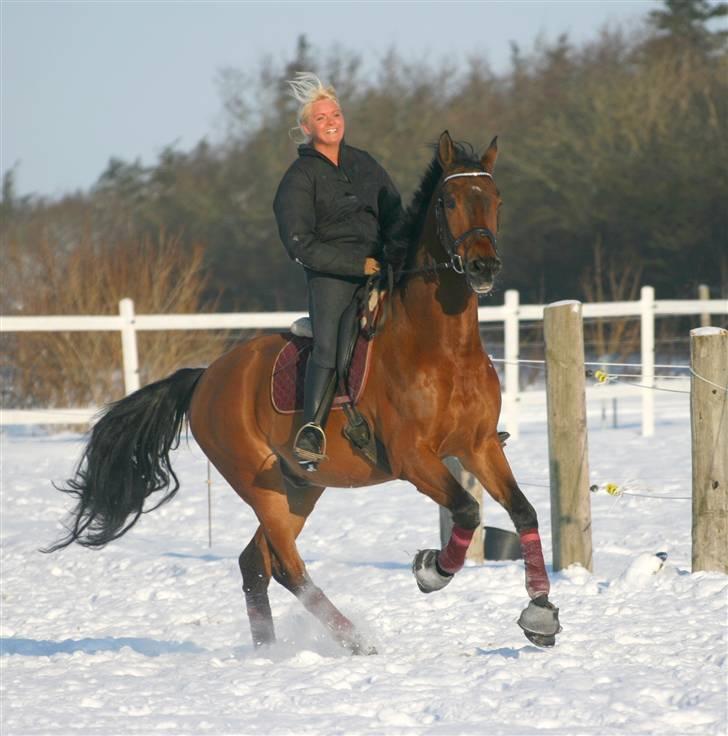 Knabstrupper Robin Surprise - Elsker den hest...  billede 1