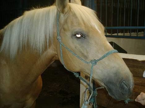 Palomino Lukas solgt :'( - det er synd han ikke er en hingst.... ikk..?? billede 16