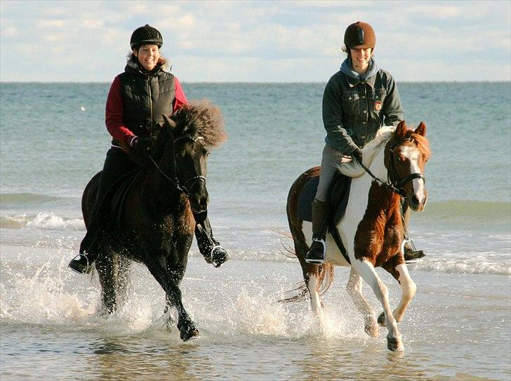 Pinto Blade - Foto: Paw Thomsen billede 5