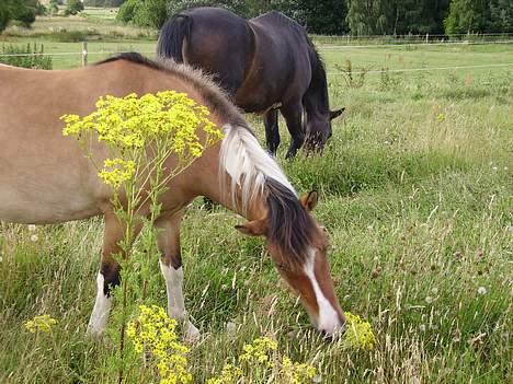 Anden særlig race Laika - UUH det er svært at nå, men det er altså lige præcis den tot græs jeg VIL ha og jeg nægter at flytte mig for at nå det... Godt så Laika :) billede 9