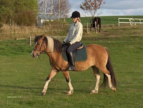 Anden særlig race Laika - Nyt d. 9/10 - fotograf: Mikkel billede 10
