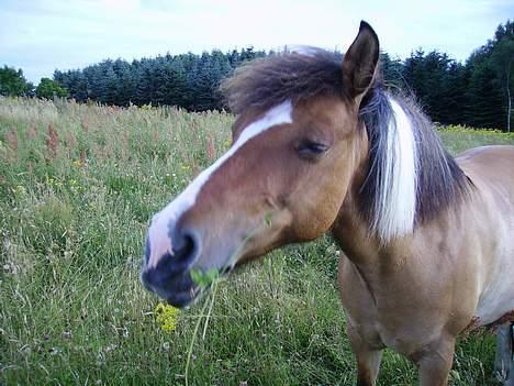 Anden særlig race Laika billede 11