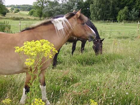 Anden særlig race Laika - Hov, hva skete der der - går jeg glip af noget? billede 12
