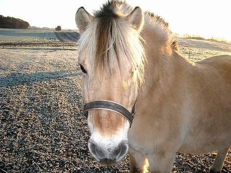 Fjordhest Freja †RIP 23/11-2010 - Frost klar morgen. billede 16