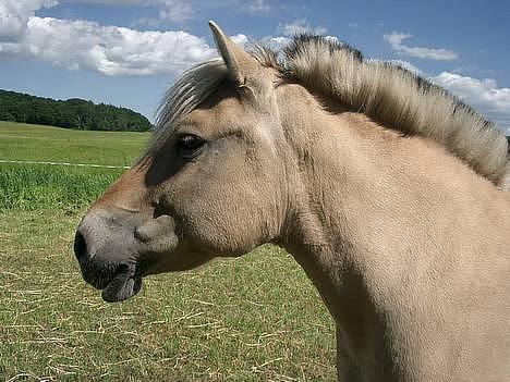 Fjordhest Freja †RIP 23/11-2010 billede 17