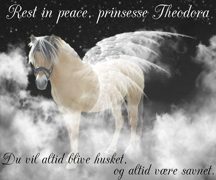 Fjordhest Theodora  R.I.P.  - Prinsessen som er fløjet over på den anden side... R.I.P min smukke pige - vil altid savne dig billede 2