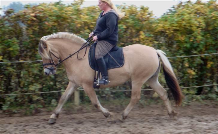 Fjordhest Theodora  R.I.P.  -  NYT Theodora og mig d. 11 Oktober 09 billede 3