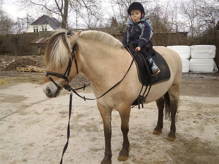 Fjordhest Theodora  R.I.P.  - Theodora og Oliver på gårdspladsen marts 2010 billede 4