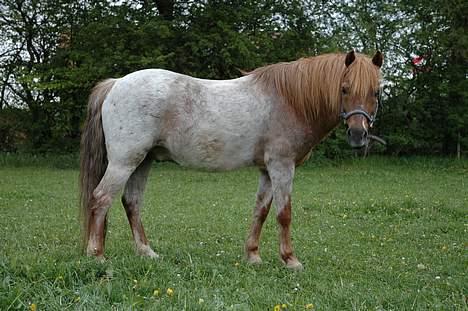 Anden særlig race Rasmus - Disney gå hjem og vug - jeg er den ultimative krammebamse  :-) billede 18