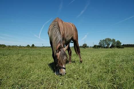 Anden særlig race Rasmus - Af en eller anden grund synes min mor at min lillebror også skulle med i min billedsamling! billede 19
