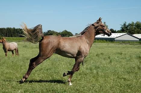 Anden særlig race Rasmus - Og her retfærdiggør hun det ved at sige at jeg jo ER med på billedet - bagved til venstre i sløret udgave!!! billede 20