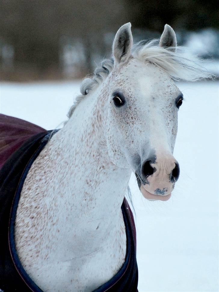 Tysk Sportspony Julia  - Min smukke pony i Februar 2010 billede 1