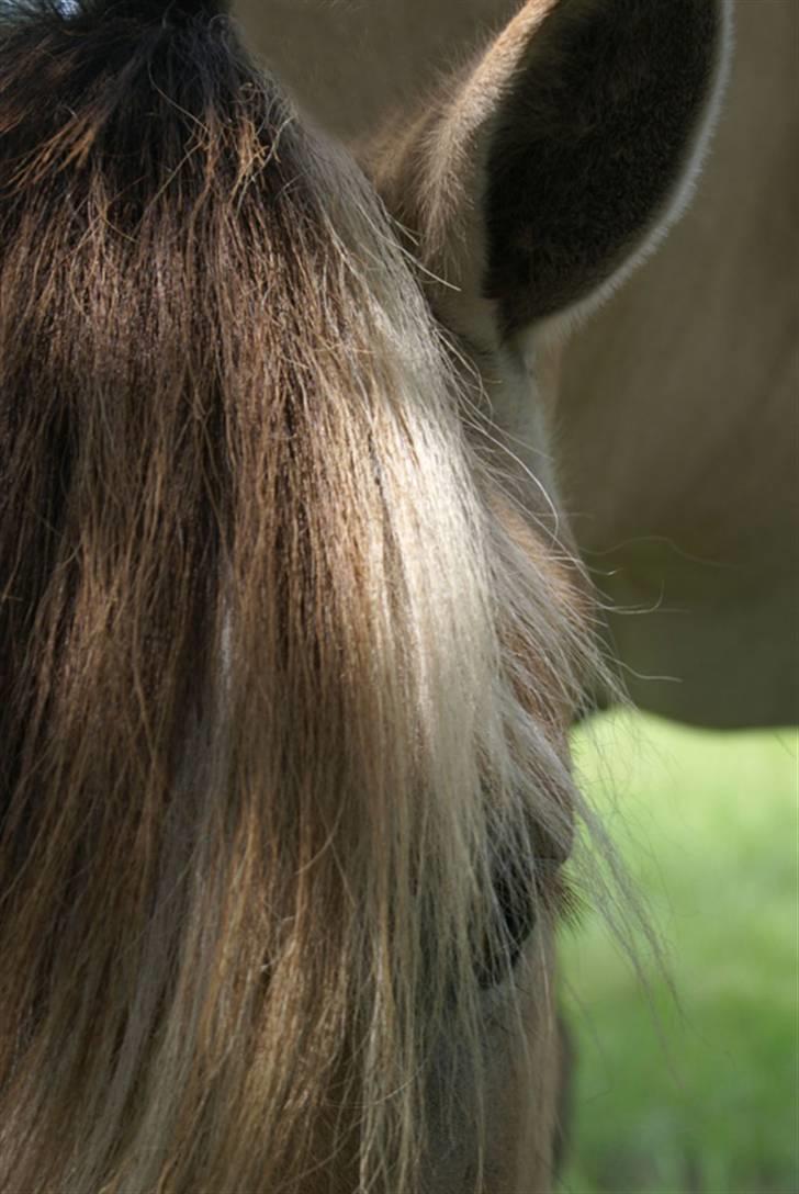 Fjordhest Freja †RIP 23/11-2010 - Freja<3 billede 18