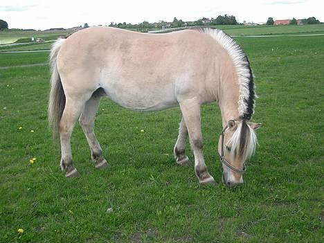 Fjordhest Freja †RIP 23/11-2010 - sommer billede 19