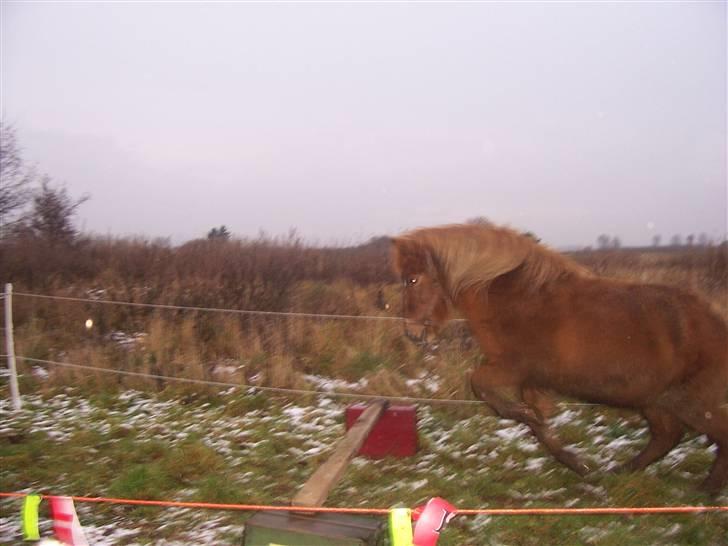 Islænder Aldis Fra Lundebakkegård - Aldis løsspringer, for første gang, i maange år. billede 17