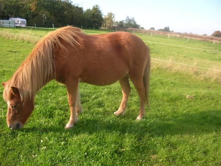 Islænder Aldis Fra Lundebakkegård - 27 september 08. billede 18