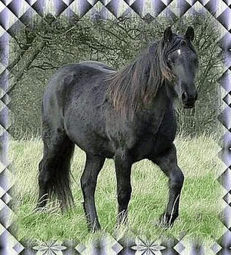 Fell pony Llancloudy Jess DØD billede 15