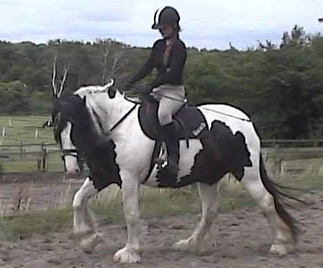 Tinker Bacardi billede 12