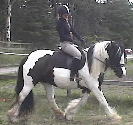 Tinker Bacardi billede 13