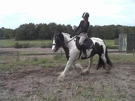 Tinker Bacardi billede 14