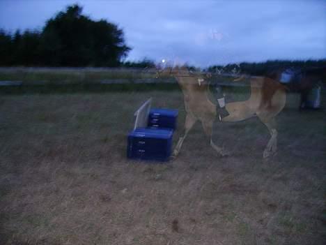 Anden særlig race Laika - Total spøgelseshest :D billede 15