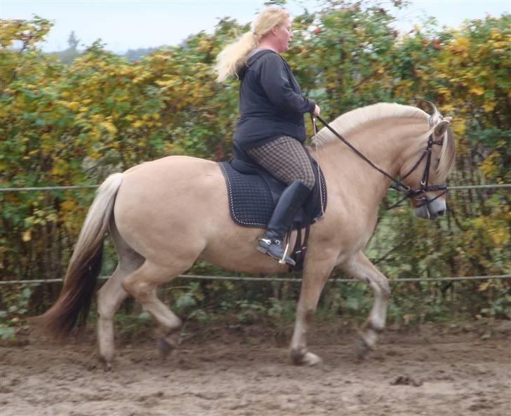 Fjordhest Theodora  R.I.P.  - NYT Prinsessen traver da egentlig meget godt 11 oktober 09 billede 8