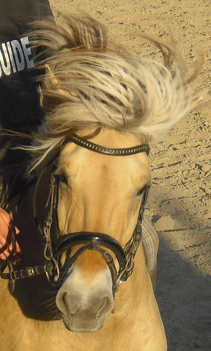 Fjordhest Theodora  R.I.P.  - et sommer foto af prinsessen med en dårlig hårdag... haha billede 9