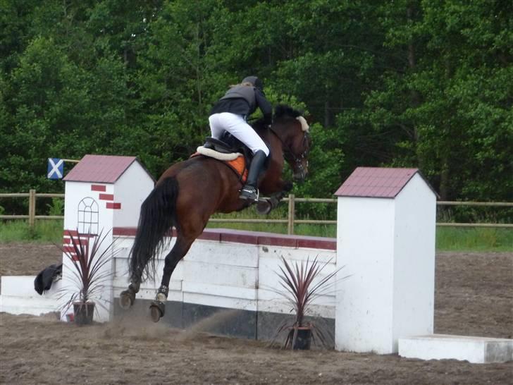 Anden særlig race Bøgelunds Zarina Udlånt - Zarina og jeg til stævne i St. Restrup (LB-ULA)? foto: *REB* -Lau og æsel-giraffen-  billede 8