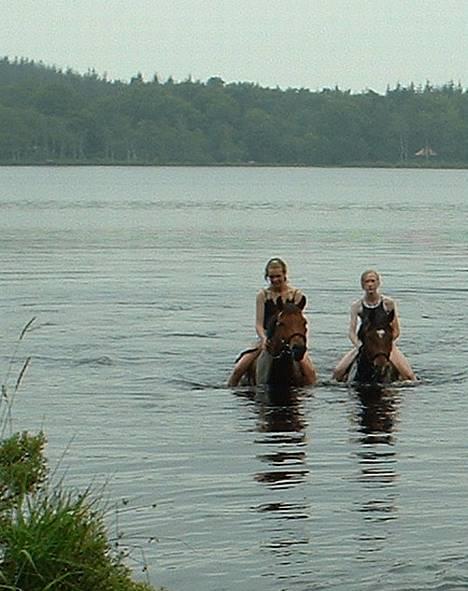 Anden særlig race Bøgelunds Zarina Udlånt - Ude og bade sammen med Mia, og 3 andre i st. Økssø. Det var super sjovt <3 billede 9