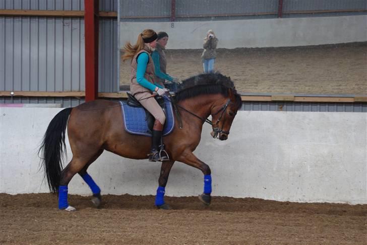 Anden særlig race Bøgelunds Zarina Udlånt - Træning efter en tids pause pga. vejret.  billede 11