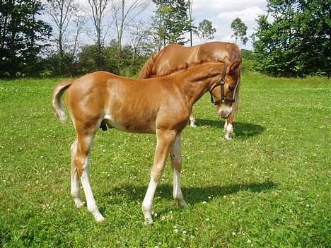Dansk Varmblod Lindegaardens Zafir(solgt - Se, jeg kan allerede gå i holdning... billede 3