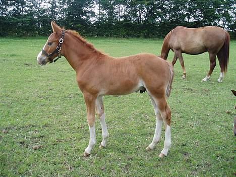Dansk Varmblod Lindegaardens Zafir(solgt - Jeg stiller mig lige op for fotografen. billede 4