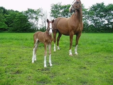 Dansk Varmblod Lindegaardens Zafir(solgt - Her er jeg ikke så gammel. Et par dage. billede 6