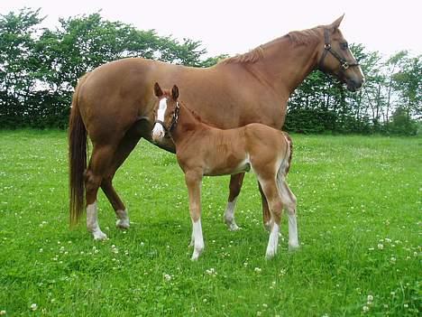 Dansk Varmblod Lindegaardens Zafir(solgt - Jeg elsker min mor, for hun har mælk til mig. billede 7