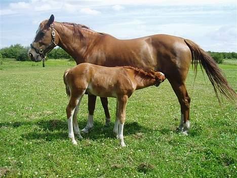 Dansk Varmblod Lindegaardens Zafir(solgt - Uhmm. lækkert med en tår mælk.. billede 8
