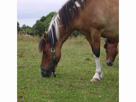 Anden særlig race Laika - Min lille pony der hygger sig med at spise græs på folden. billede 16