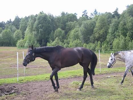 Dansk Varmblod Noble One "Bambi" - Bambi med bestevennen Hilton på slep. Sommeren -03 billede 6