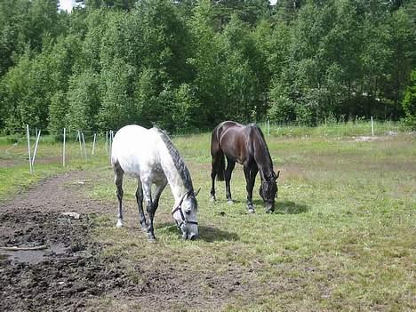 Dansk Varmblod Noble One "Bambi" - Bambi og bestevennen Hilton, Sommeren -03 billede 7