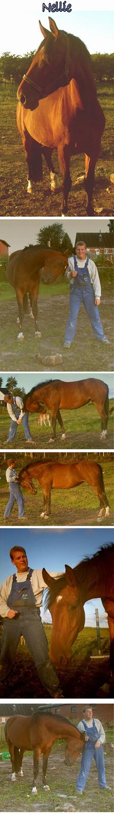 Holstener Nellie  †R.I.P.† - Juli 2006. Collage af min mand og hans elskede Nellie  <3 billede 2