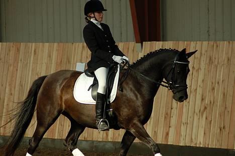 Tysk Sportspony Starlight <3 *Tøsen* *solgt* - stævne den 23. september billede 16