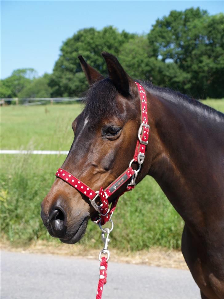 Anden særlig race Dark Beauty - Velkommen til Dark Beautys profil. Du er mere end velkommen til at give en bedømmelse, og lægge en besked. billede 1