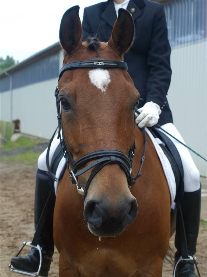 Anden særlig race Prins billede 1