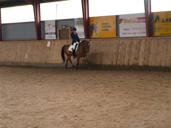 Anden særlig race Prins billede 2